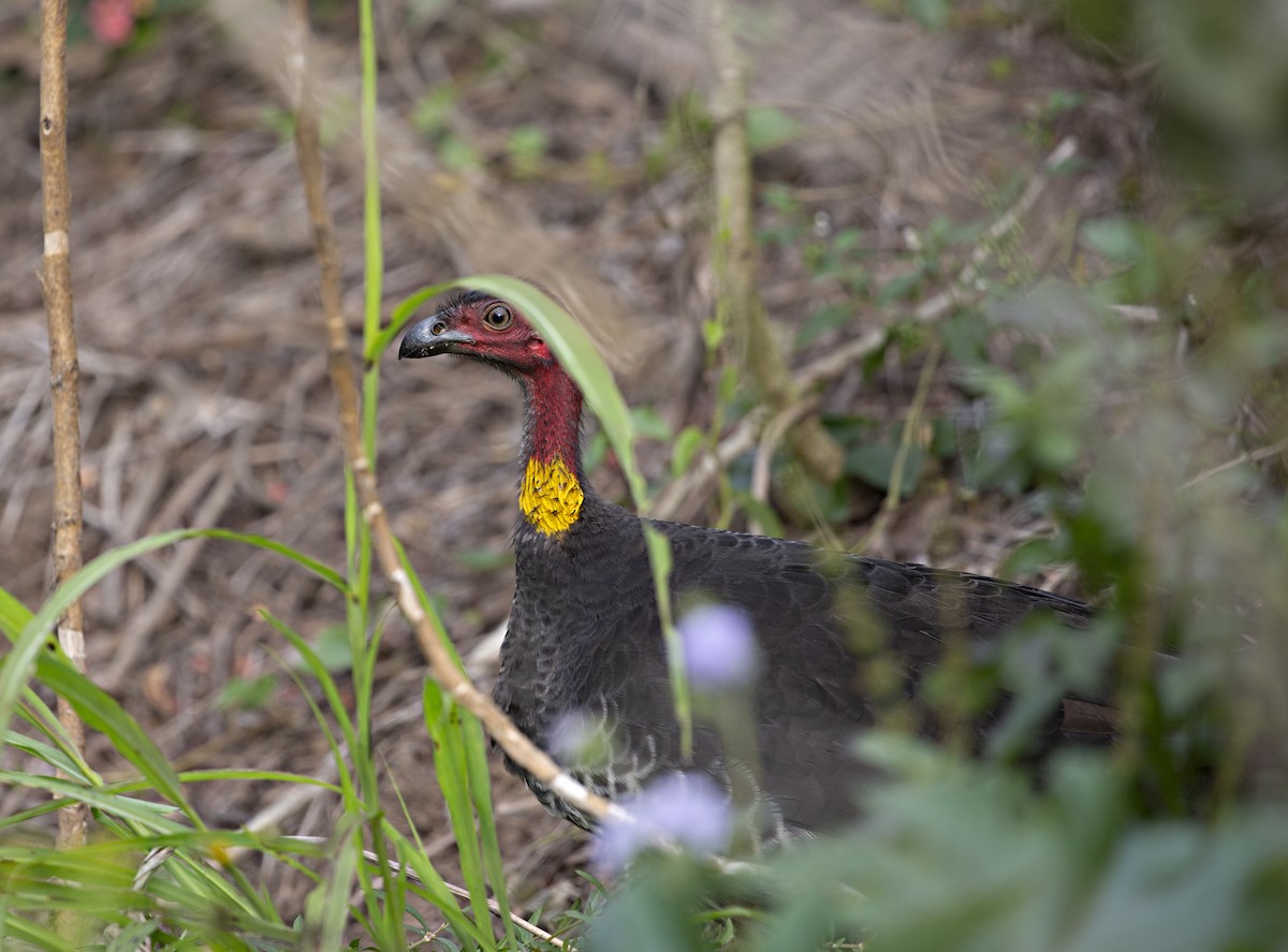 Australian Brushturkey - ML254527251