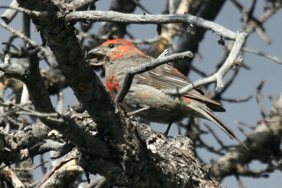 Tayga Çütresi - ML254527451