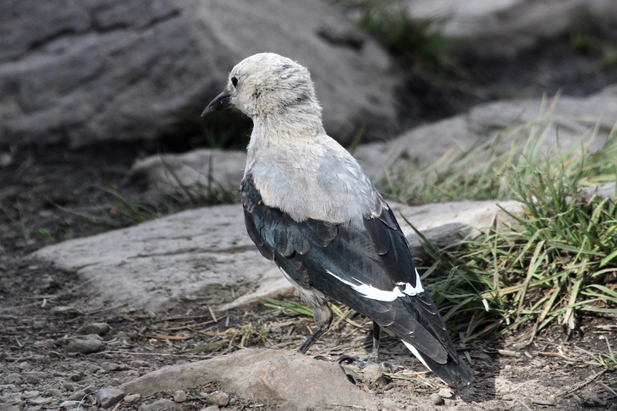 Çam Kargası - ML254527471