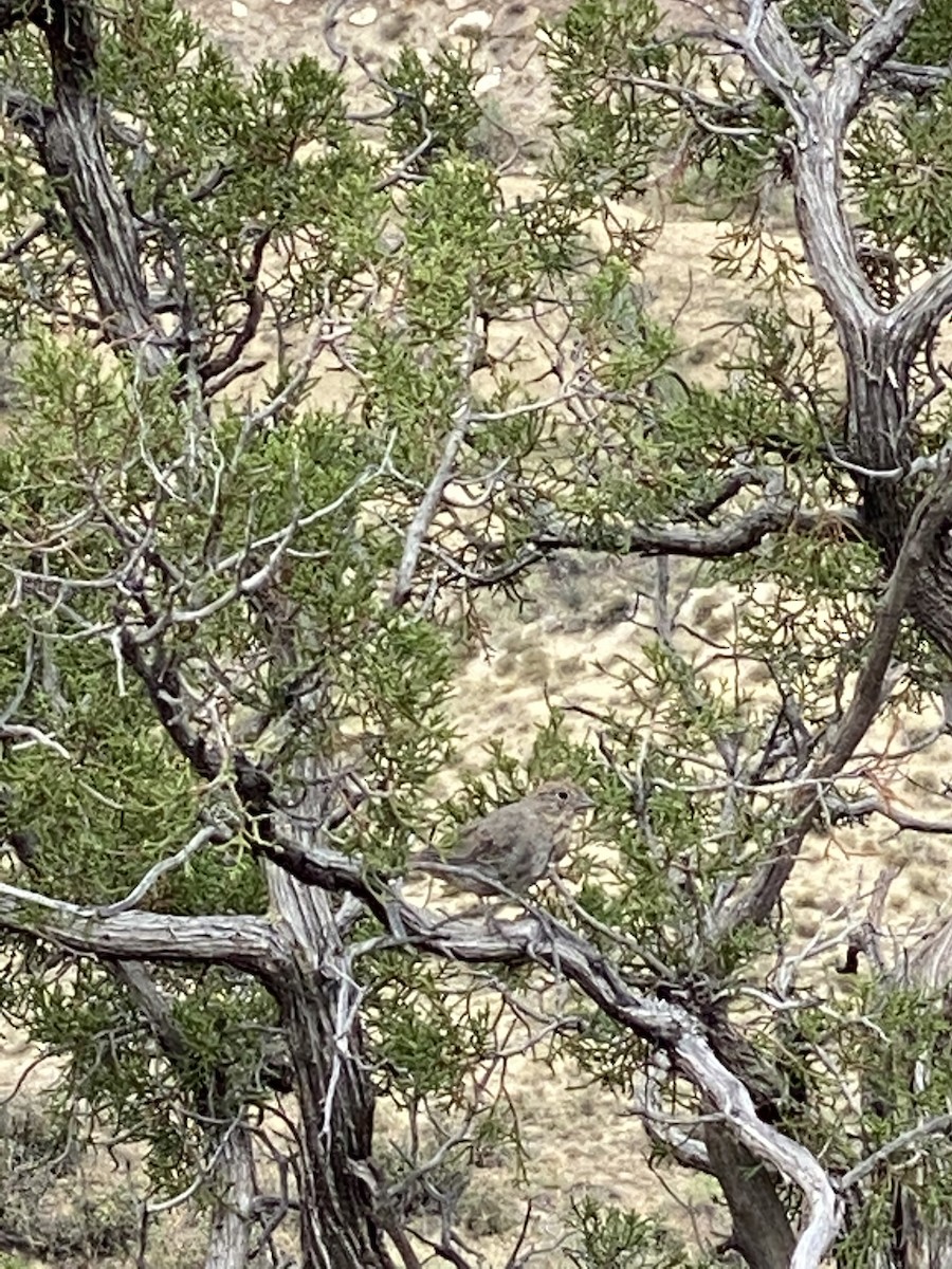 Canyon Towhee - ML254527511