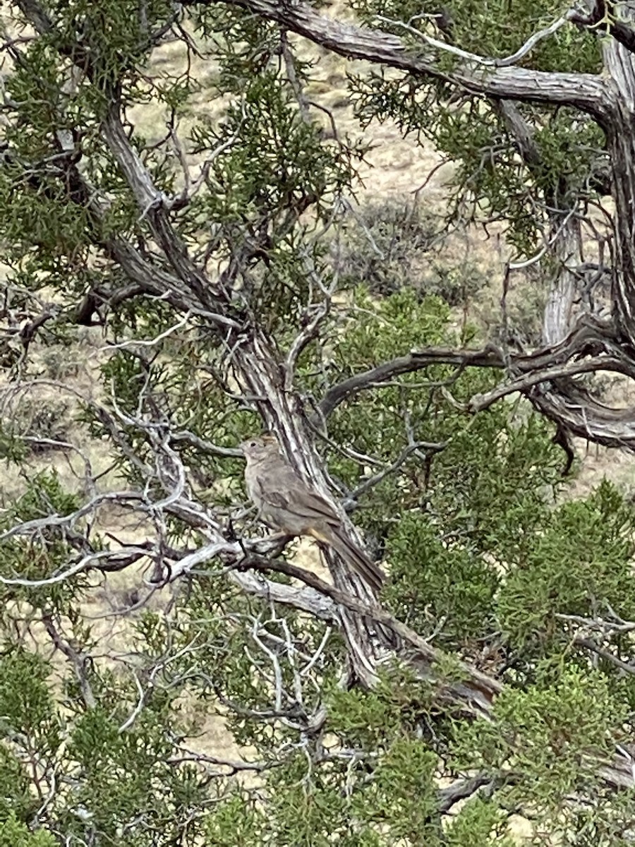 Canyon Towhee - ML254527521