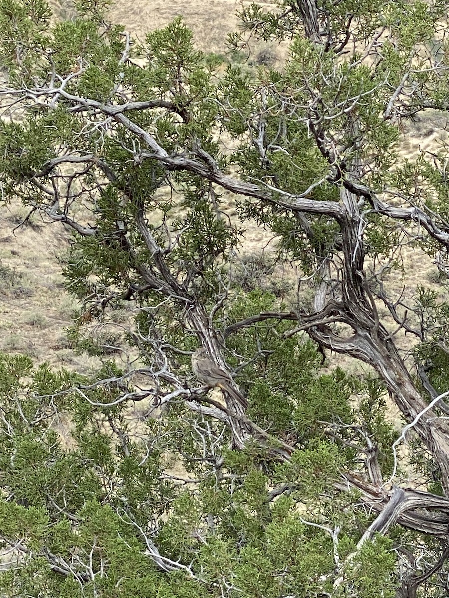 Canyon Towhee - ML254527541