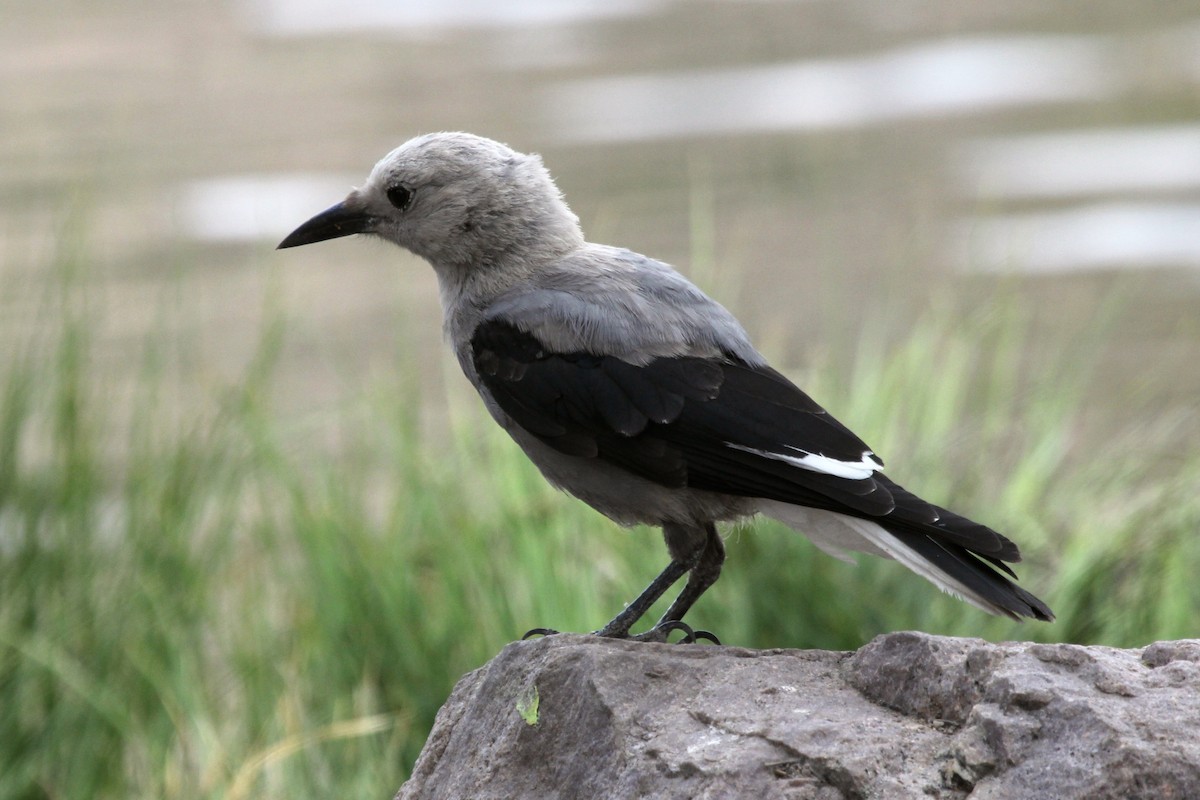 Çam Kargası - ML254527551