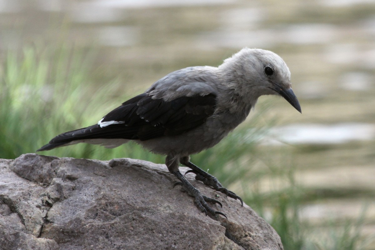 Clark's Nutcracker - Kenny Frisch