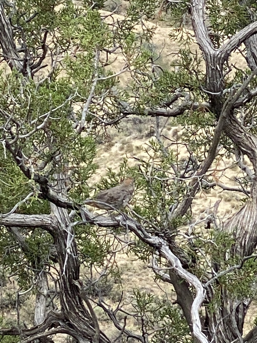 Canyon Towhee - ML254527661