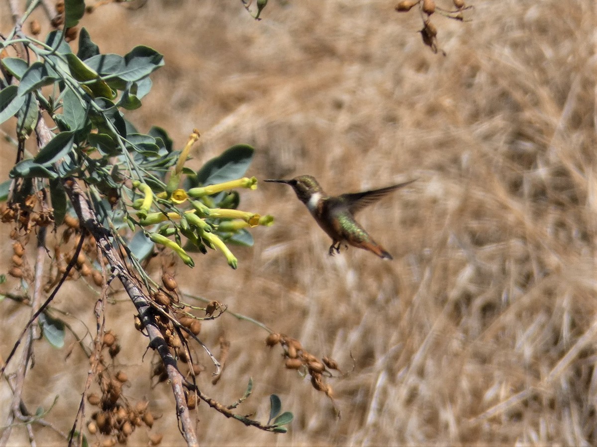 Rufous Hummingbird - ML254527721