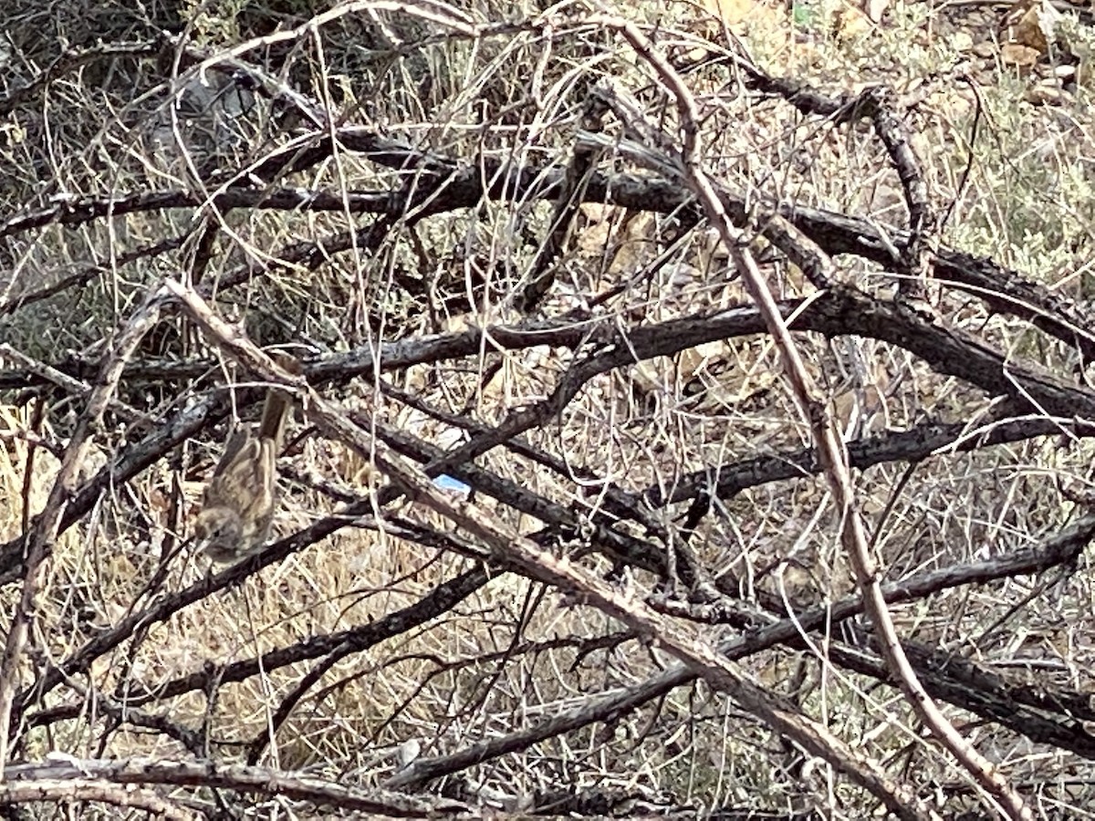 Rufous-crowned Sparrow - ML254527941