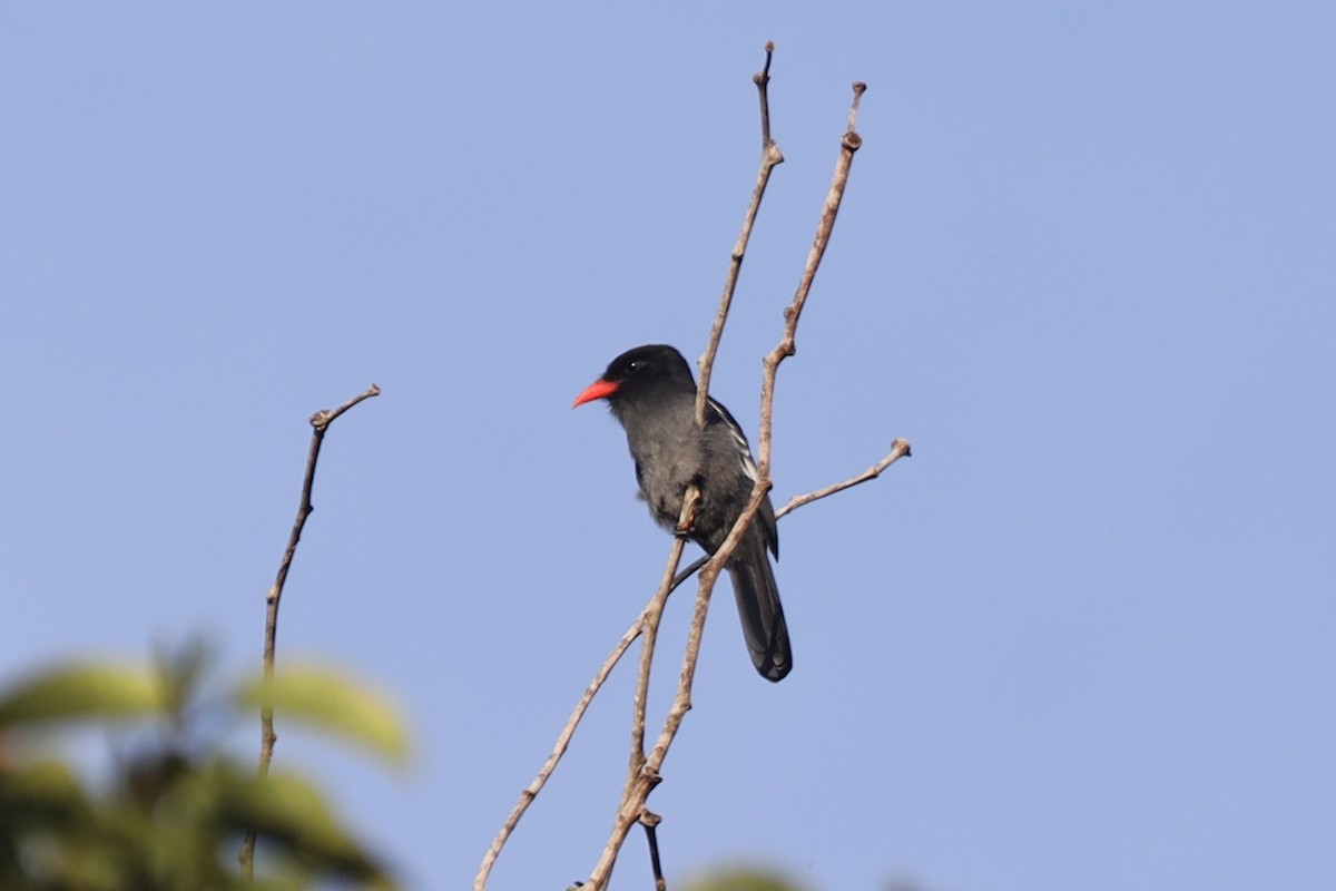 Black Nunbird - ML254529641