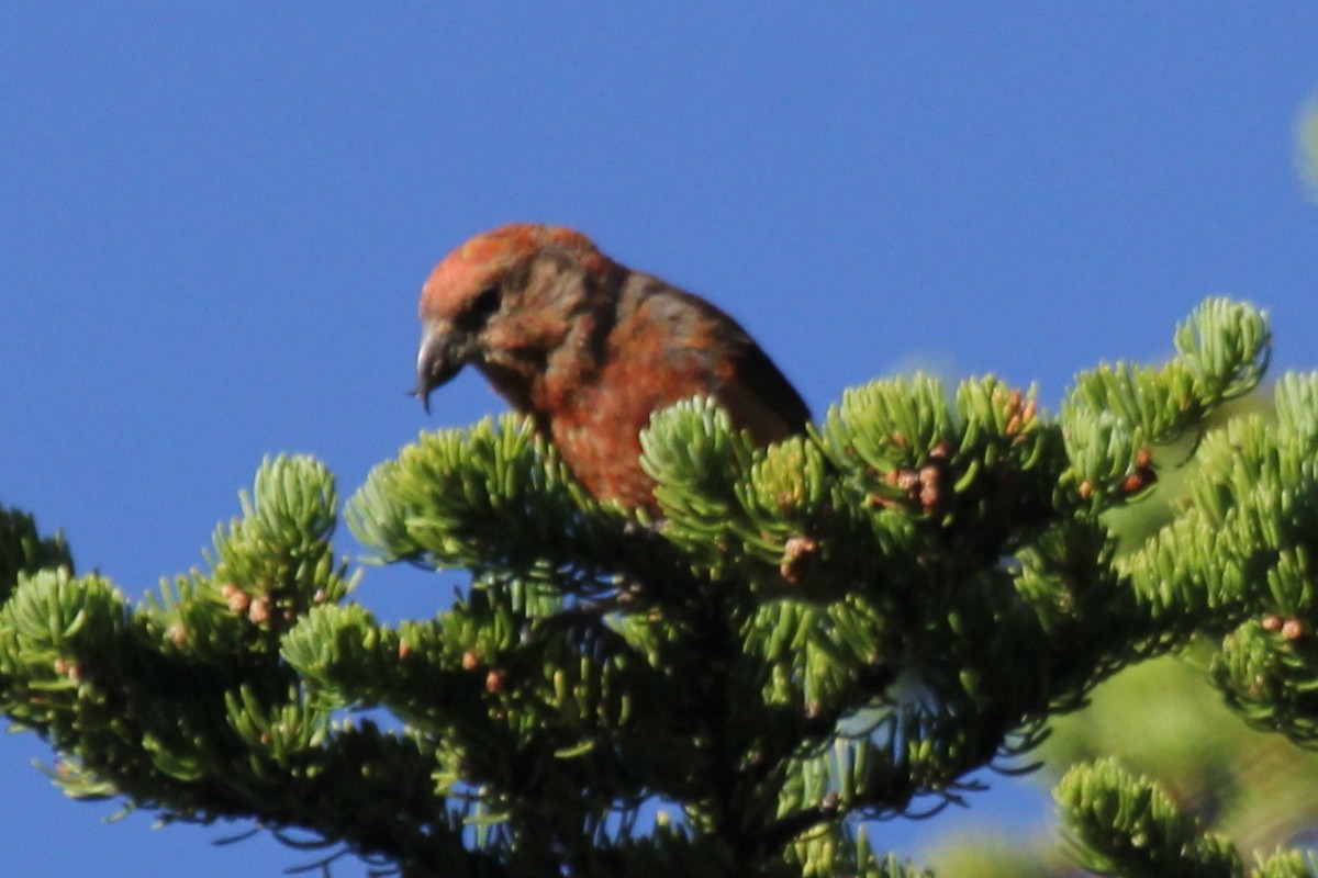 Red Crossbill (Lodgepole Pine or type 5) - Kenny Frisch