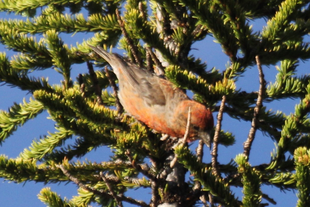 "Шишкар ялиновий (Lodgepole Pine, або тип 5)" - ML254531331