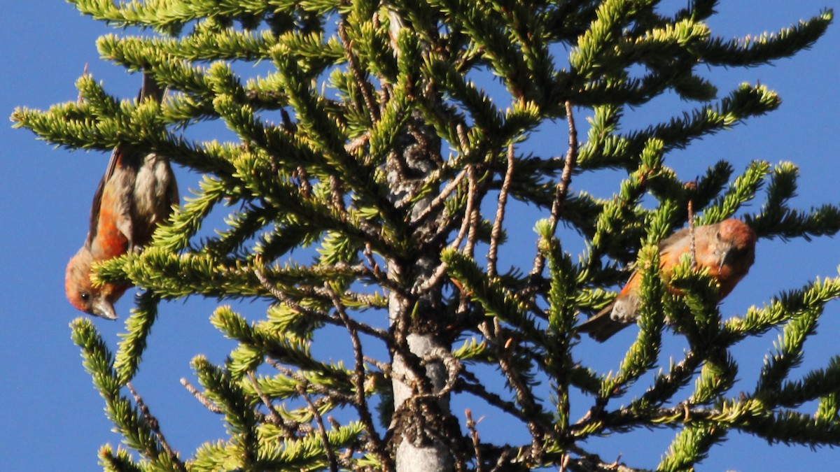 Red Crossbill (Lodgepole Pine or type 5) - ML254531341