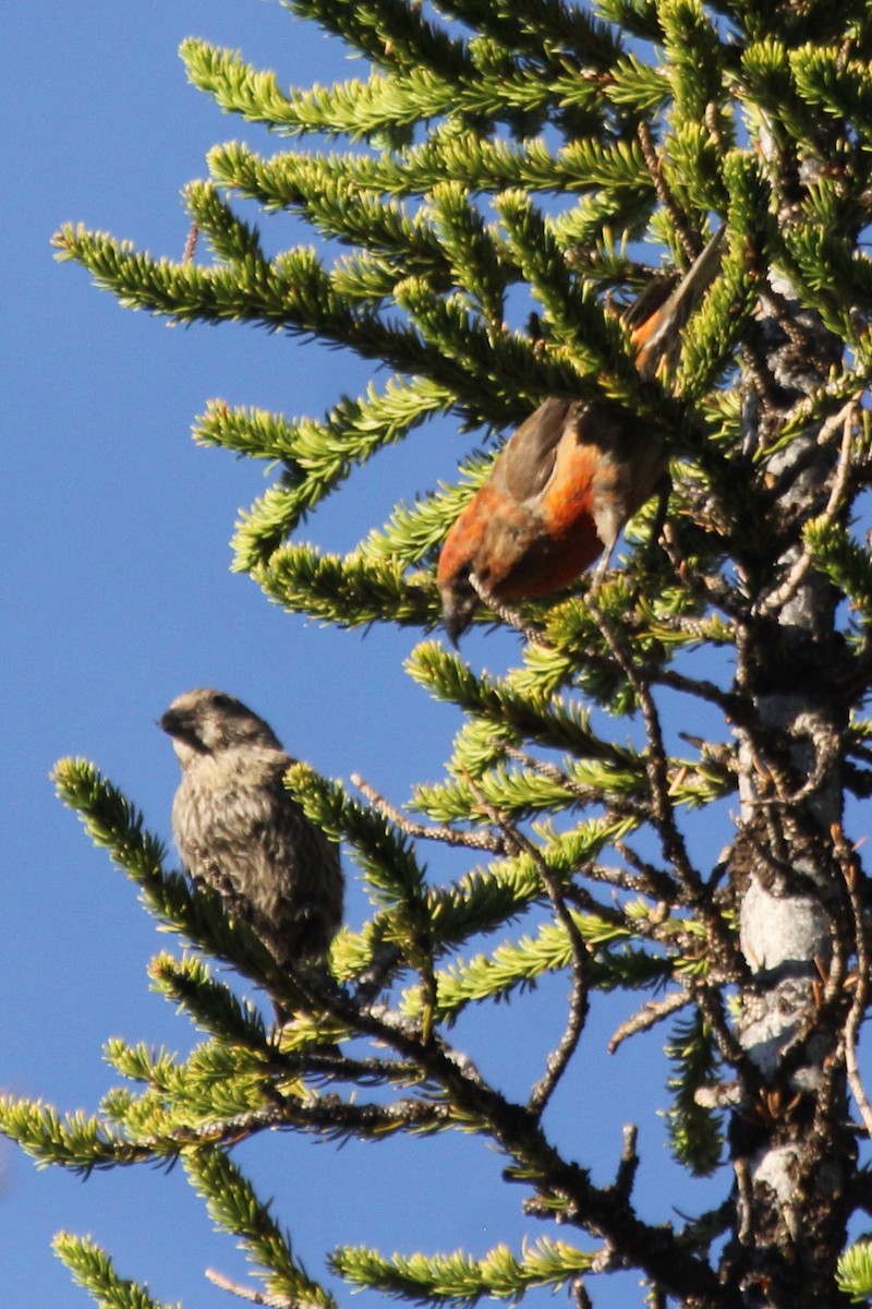Red Crossbill (Lodgepole Pine or type 5) - Kenny Frisch