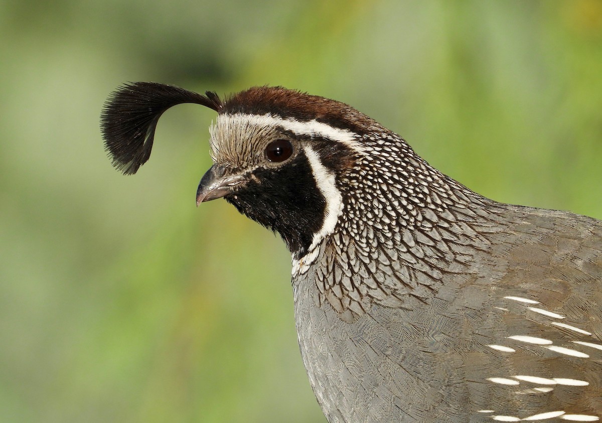 California Quail - Kalin Ocaña