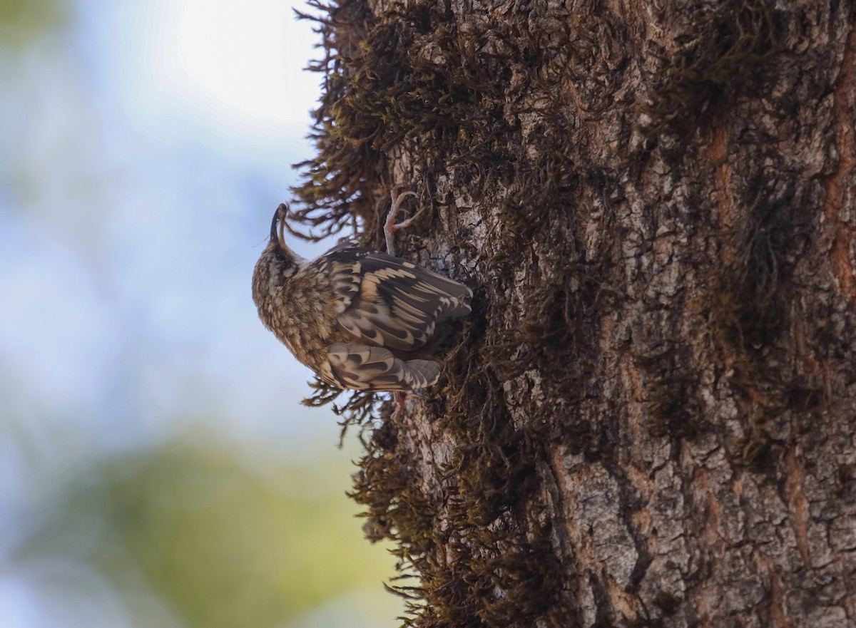 Brown Creeper - ML254533681