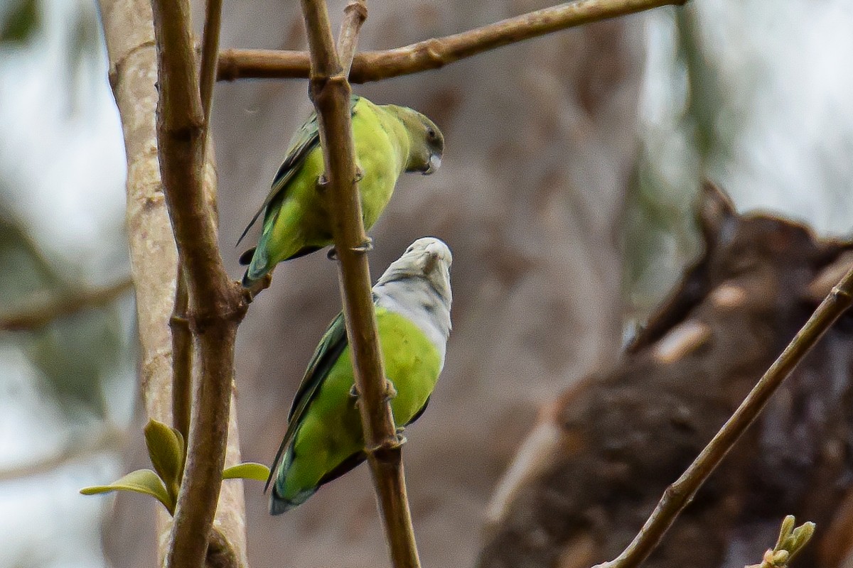 Gray-headed Lovebird - Giuseppe Citino