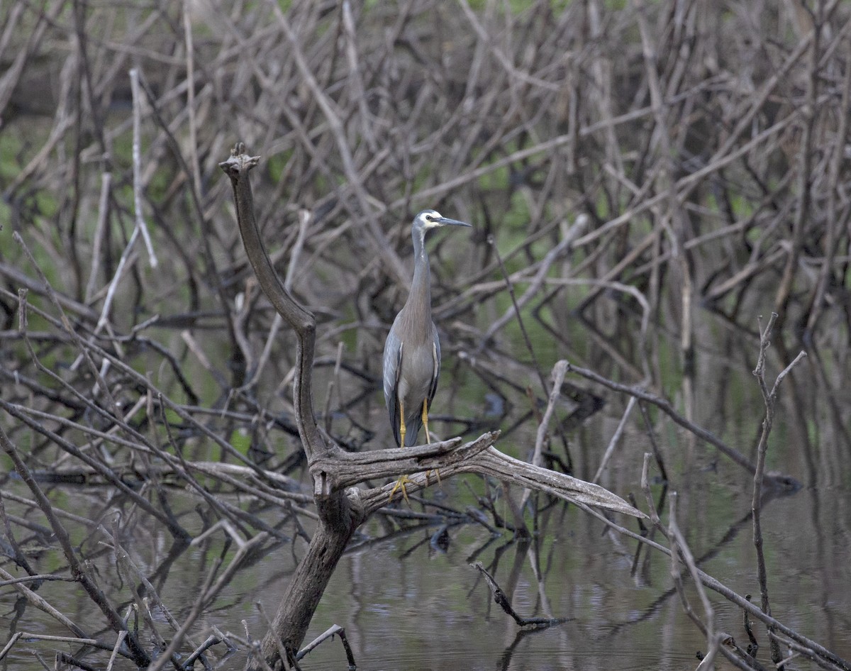 White-faced Heron - ML254535881