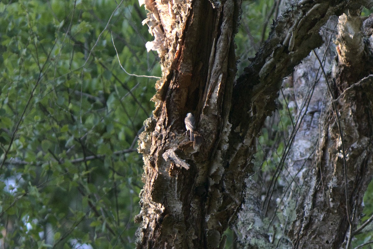 Carolina Chickadee - ML254537311