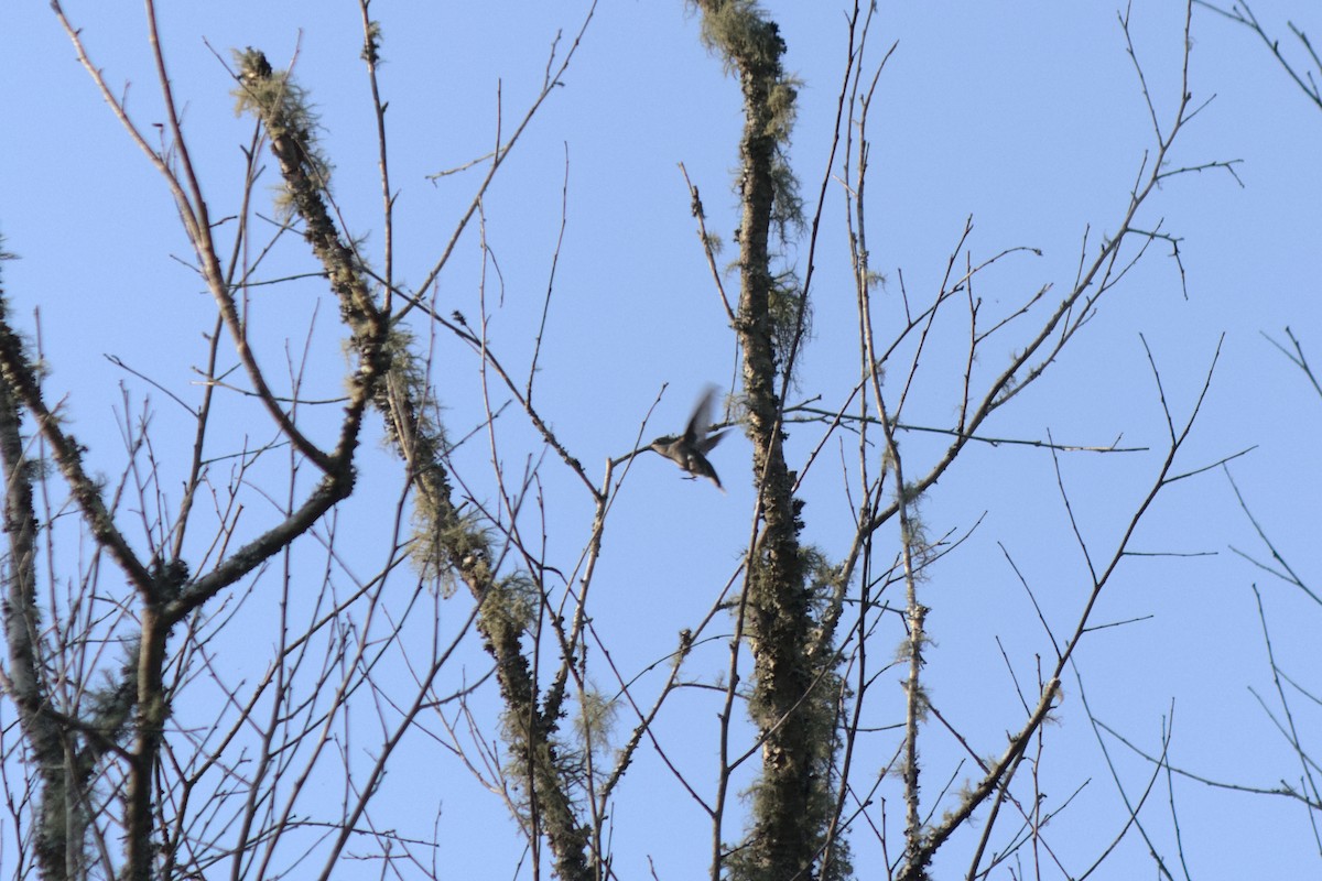 Ruby-throated Hummingbird - ML254537351