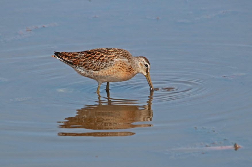 Short-billed Dowitcher - ML254537481