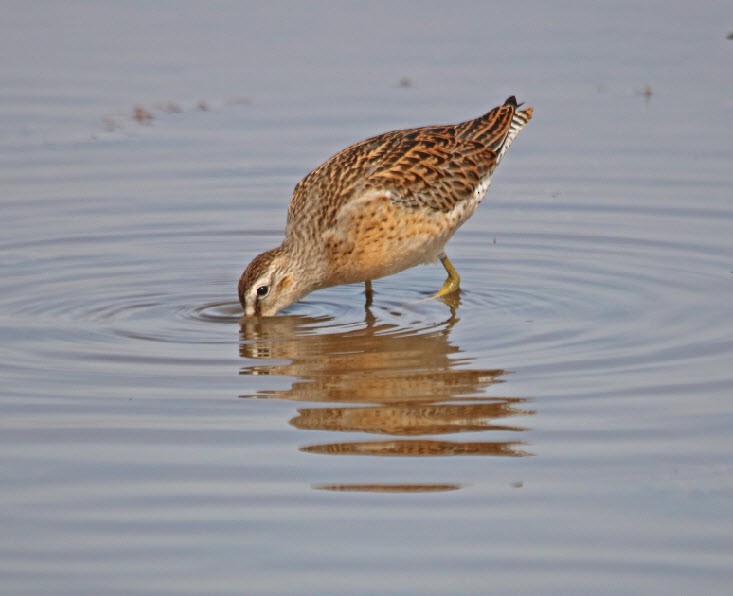 Short-billed Dowitcher - ML254537501