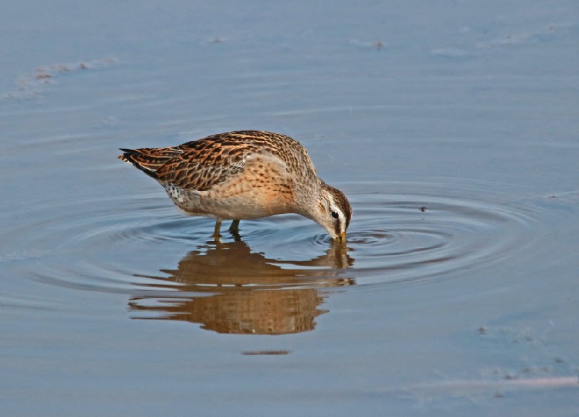 Short-billed Dowitcher - Jock McCracken