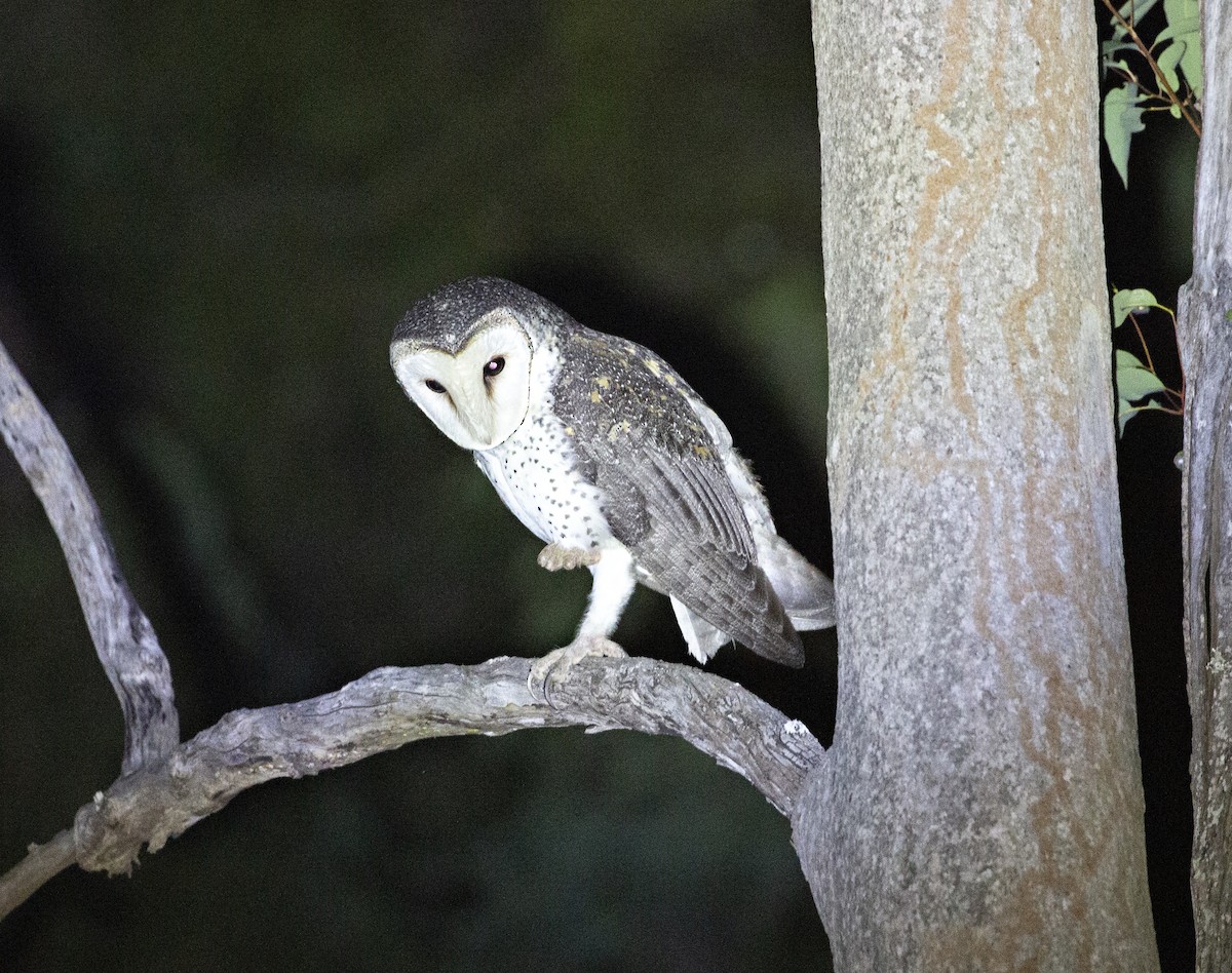 Australian Masked-Owl - ML254537861