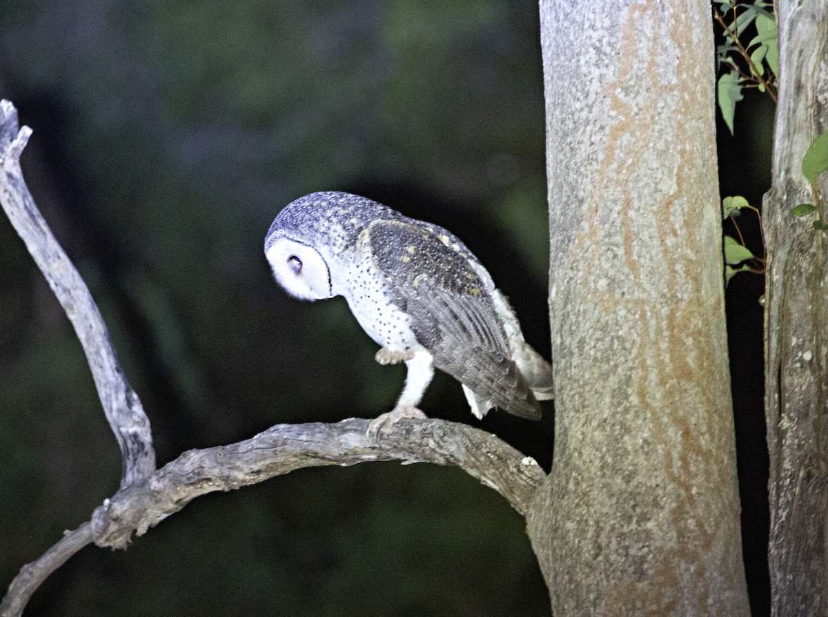 Australian Masked-Owl - ML254537891