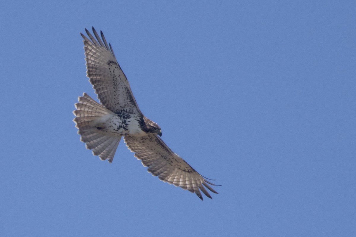 Red-tailed Hawk - ML254539471