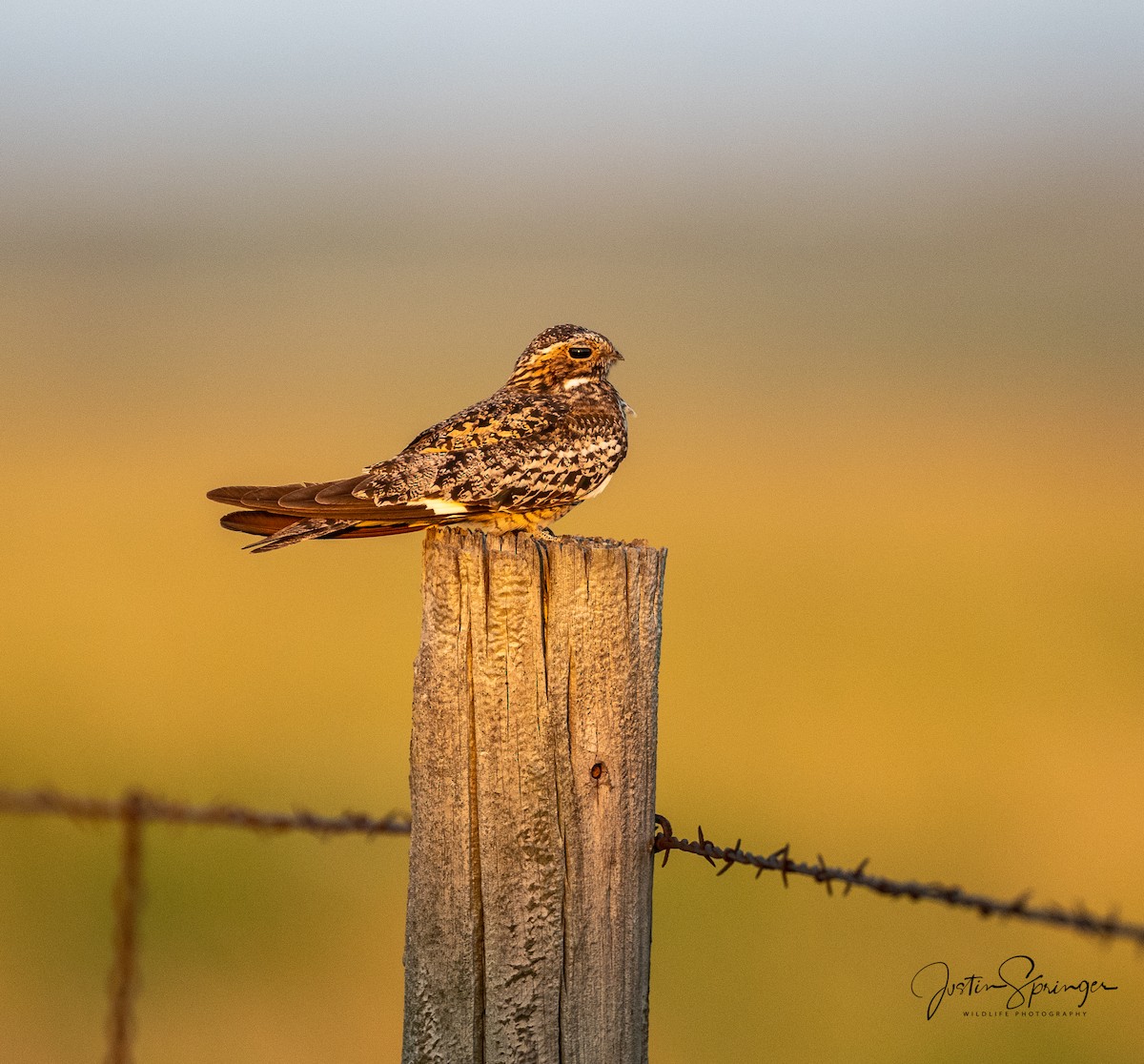 Common Nighthawk - ML254539581