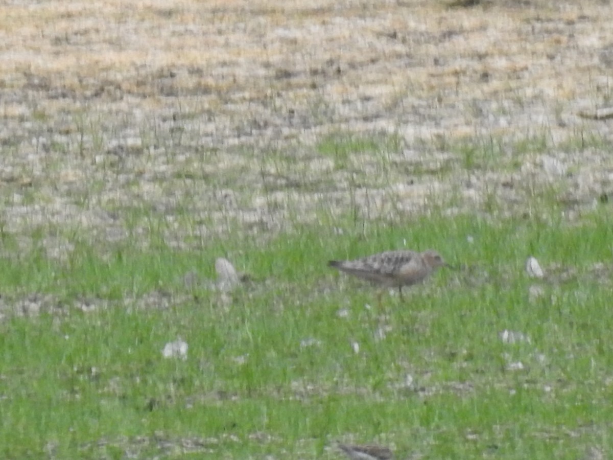 Buff-breasted Sandpiper - Frank Fabbro