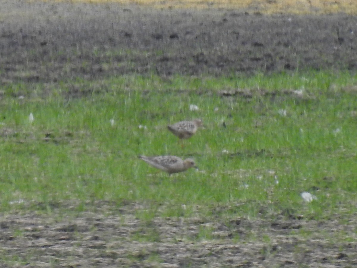 Buff-breasted Sandpiper - ML254539991