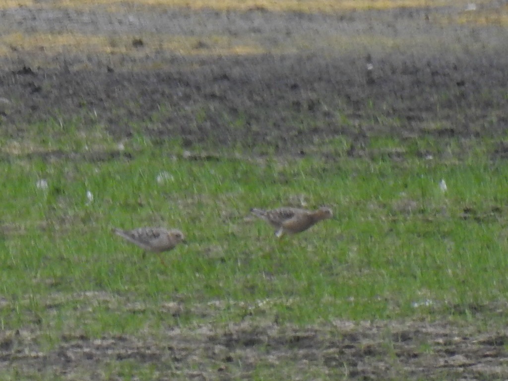 Buff-breasted Sandpiper - ML254540001