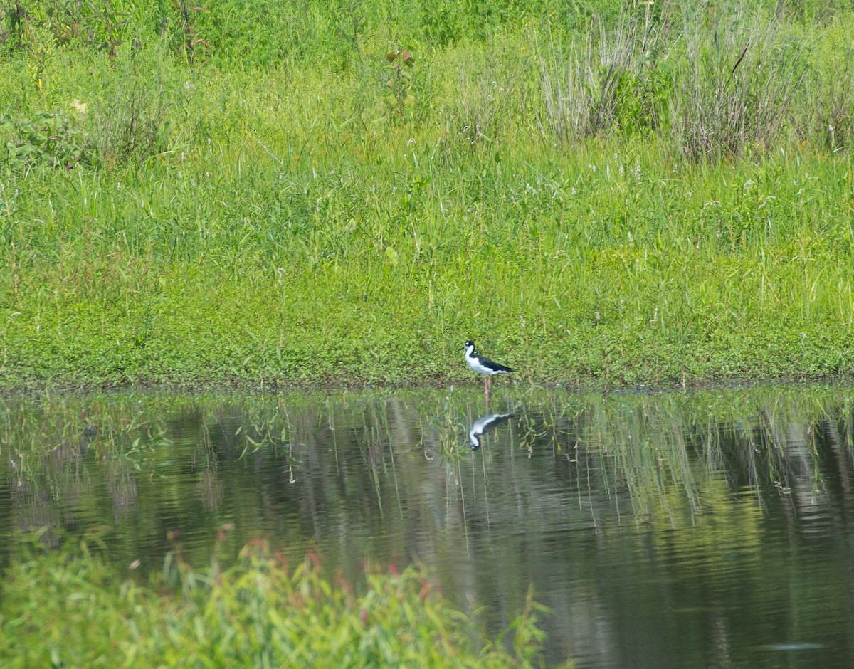 Schwarznacken-Stelzenläufer - ML254540181