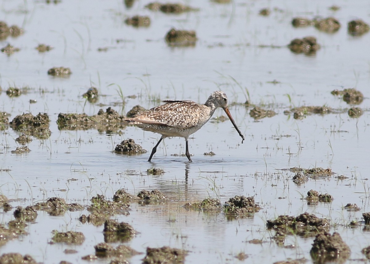 Marbled Godwit - ML254543911
