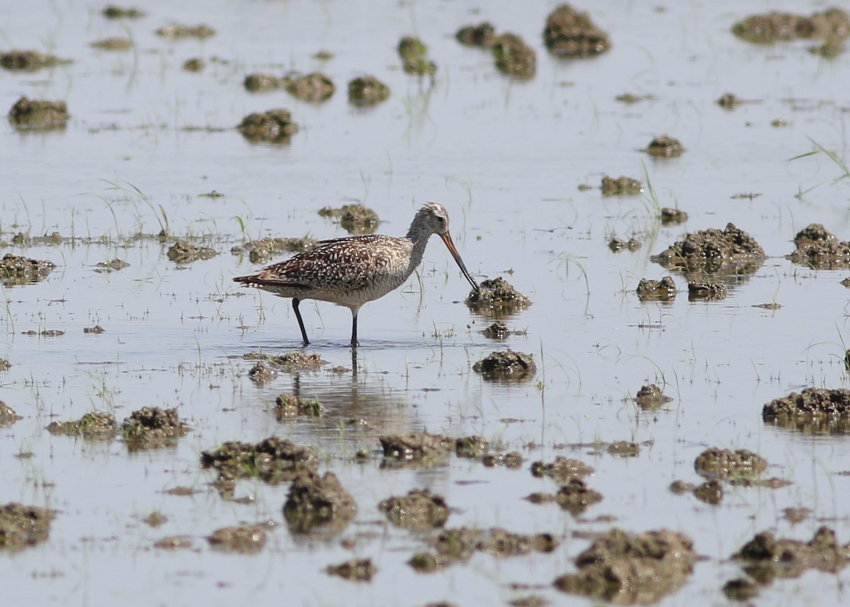 Marbled Godwit - ML254543951