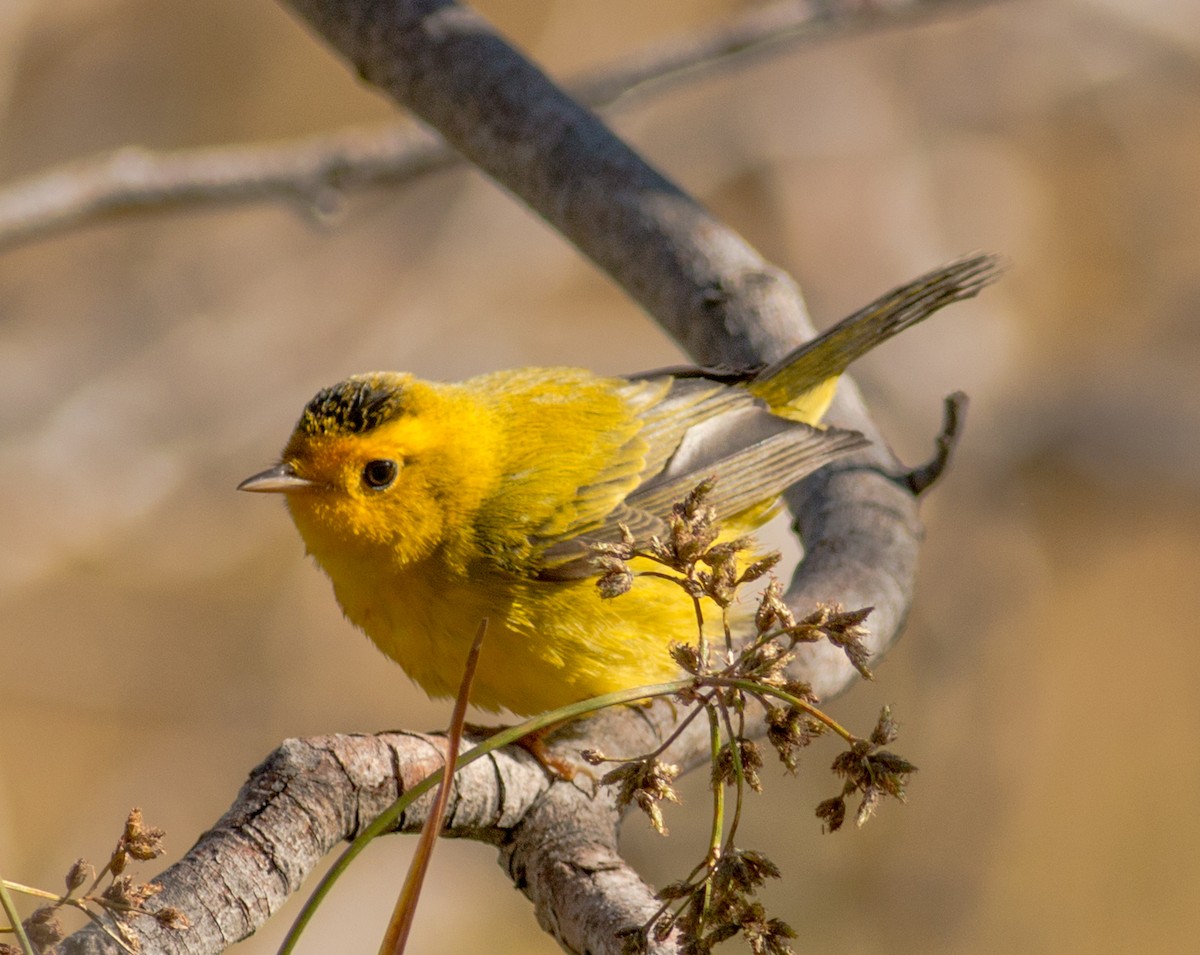 lesňáček čepičatý - ML254544371