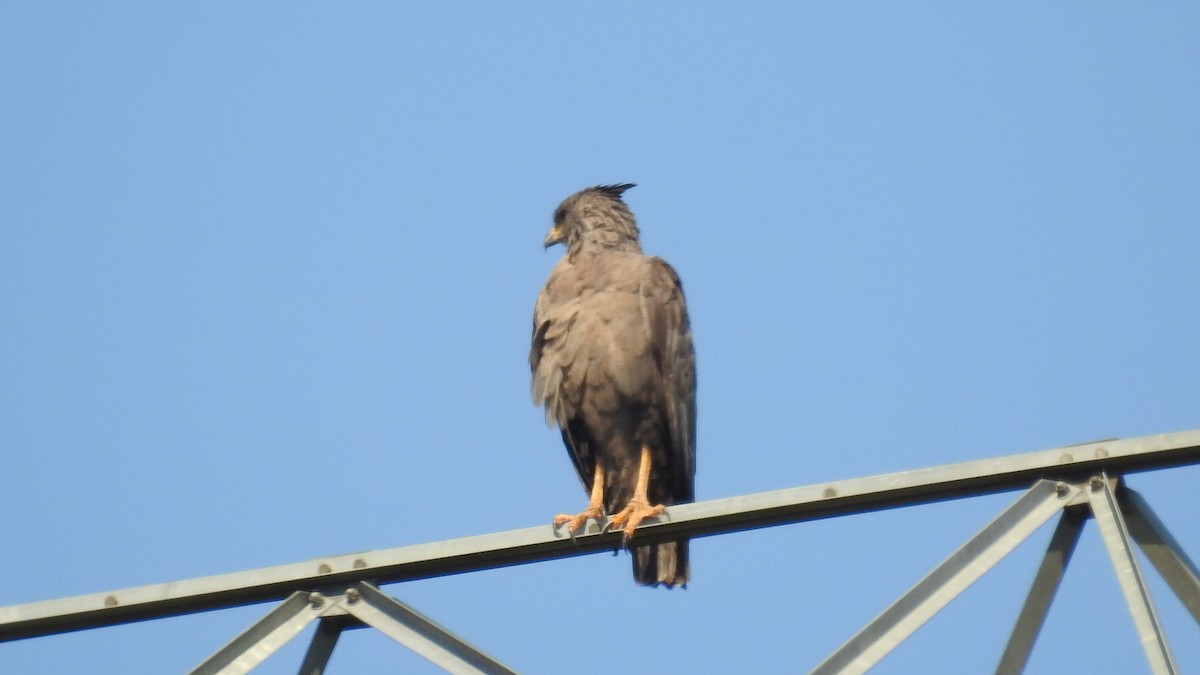 Chaco Eagle - Alessandro Rômulo Carneiro