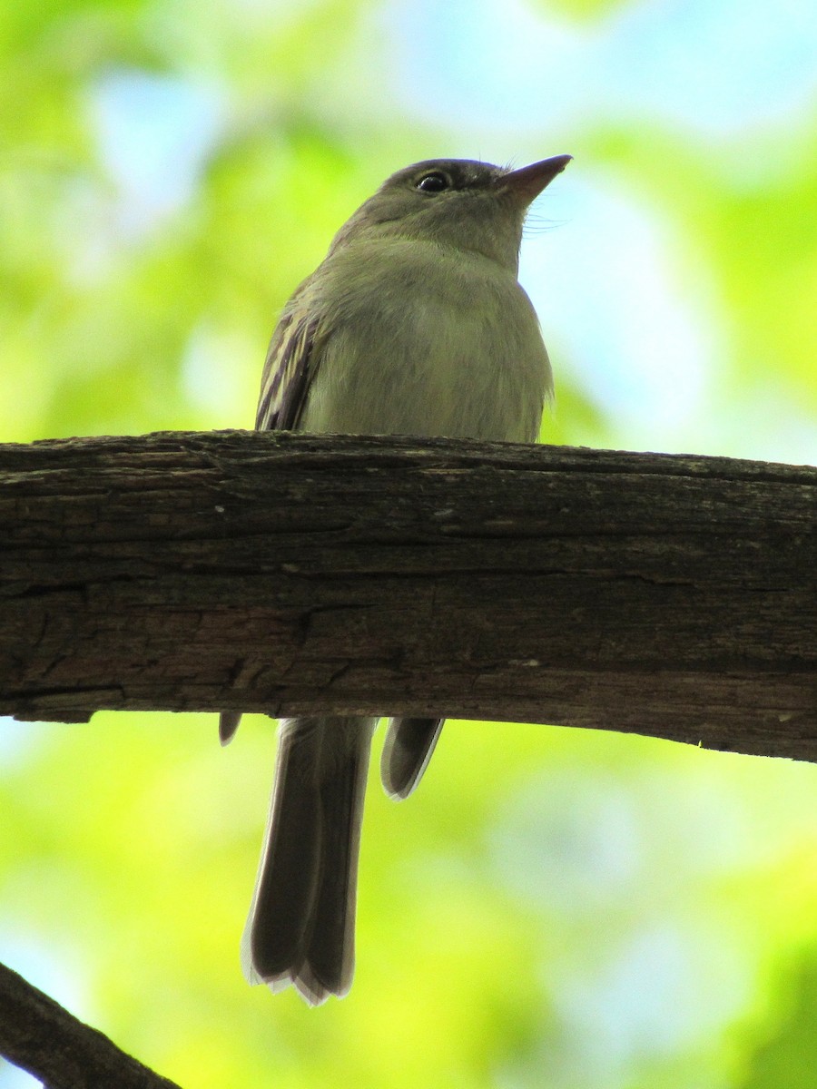 Acadian Flycatcher - ML254545301