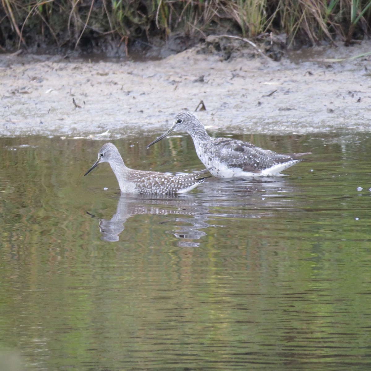 Lesser Yellowlegs - ML254545901