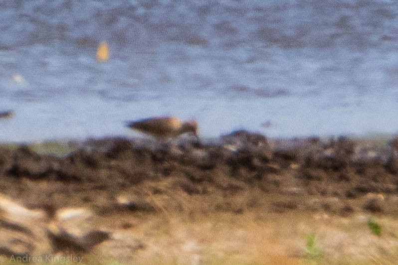 Pectoral Sandpiper - Andrea Kingsley