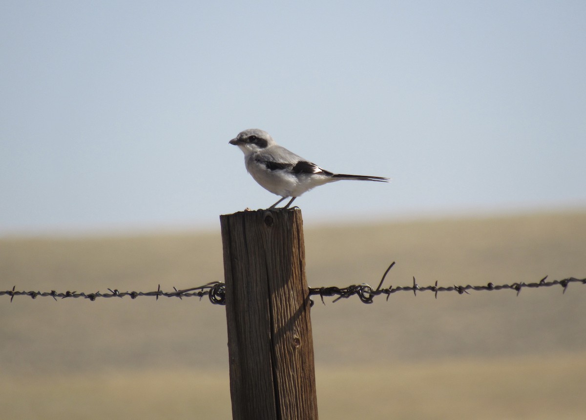 Loggerhead Shrike - Laurel Armstrong