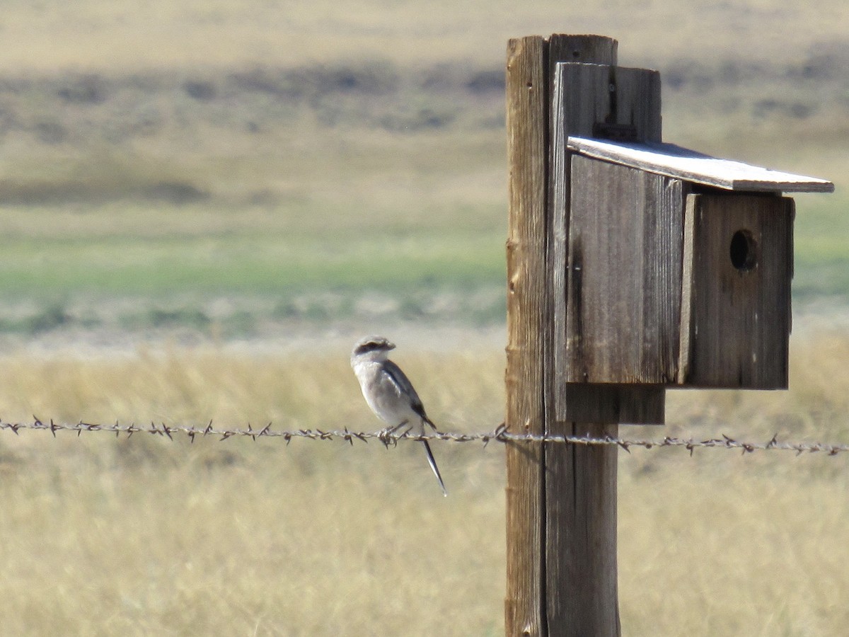 Loggerhead Shrike - ML254547211