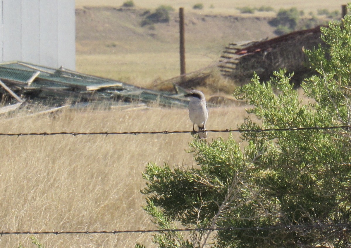 Loggerhead Shrike - ML254547241