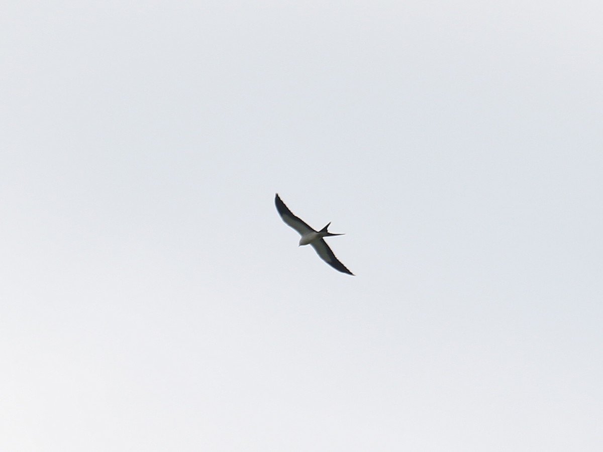 Swallow-tailed Kite - ML254547631