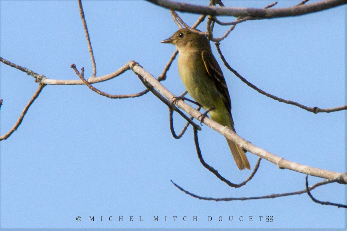 Yellow-bellied Flycatcher - ML254548481