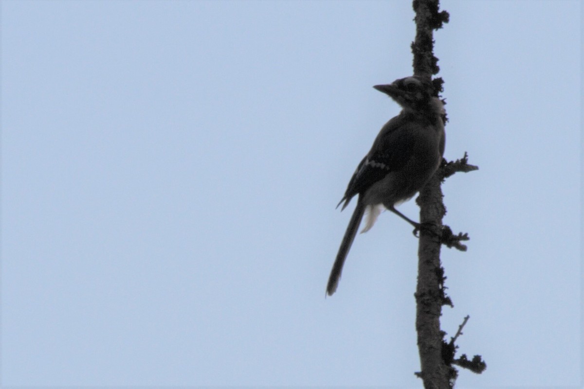 Blue Jay - Mitch (Michel) Doucet