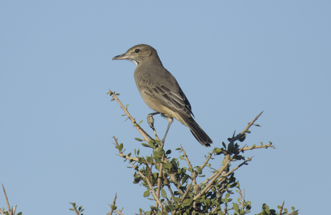 Gray-bellied Shrike-Tyrant - ML254550521