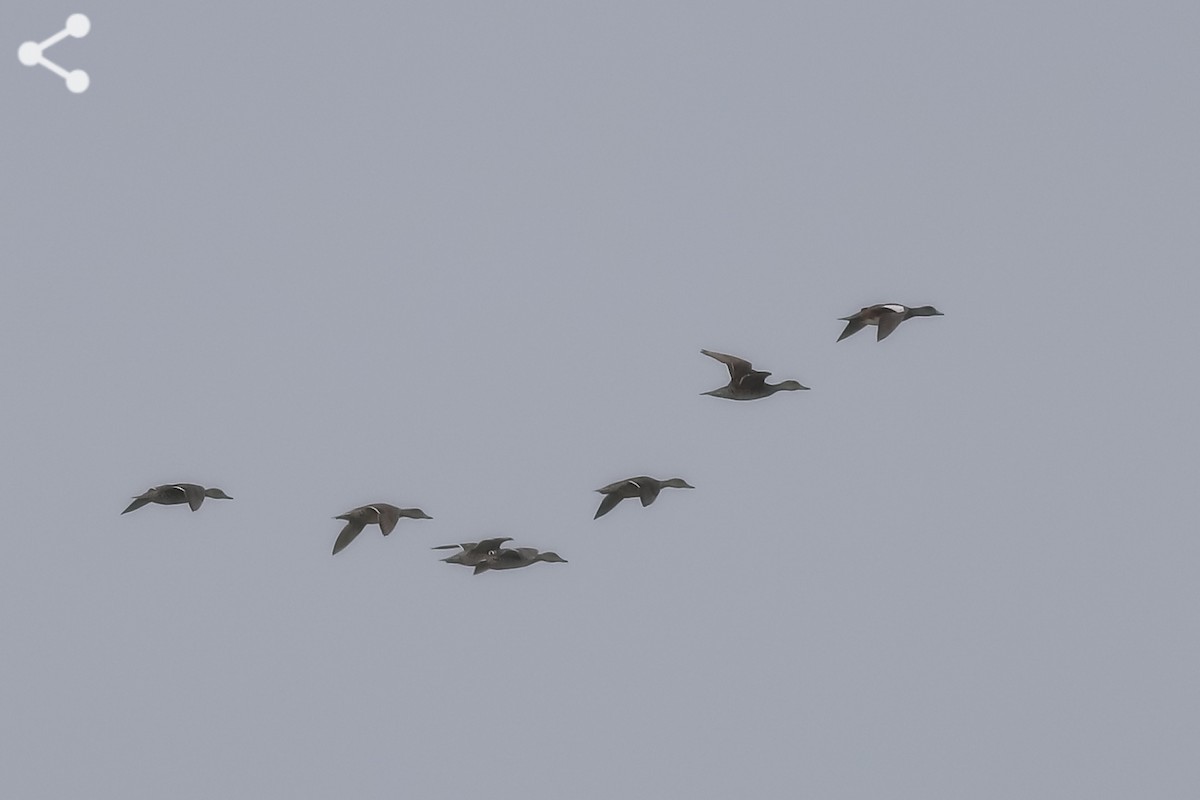 American Wigeon - ML254550561