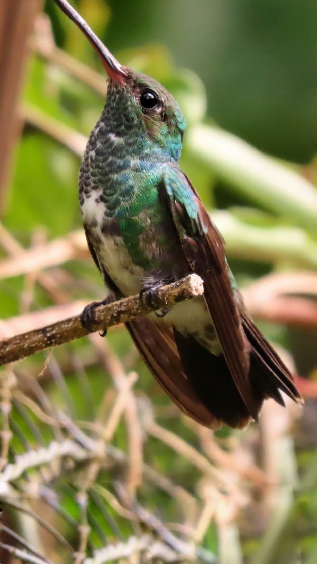 Glittering-throated Emerald - ML254550831