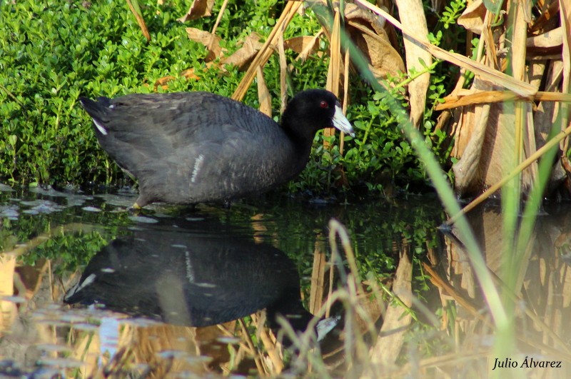 American Coot (Red-shielded) - Julio Alejandro Alvarez Ruiz